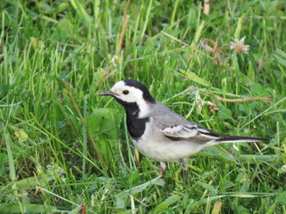 the bird is a Wagtail