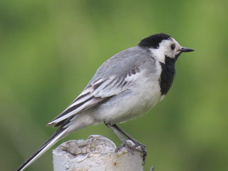 the bird is a Wagtail