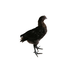 Mongolian Black Bone Chicken on white background
