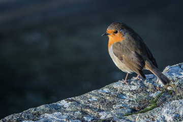 A close-up of a British Robin sitting on stone wall gazing into the distance with a defocused background.