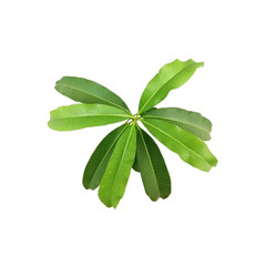 Alstonia scholaris leaves isolated on white background, fresh green leaf isolated on white background