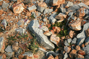 ROCKS AND PLANTS TEXTURE