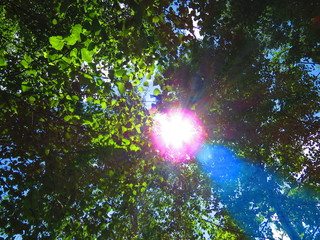 Fototapeta premium the sun in the forest