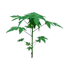 papaya tree isolated on white background.