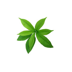 Alstonia scholaris leaves isolated on white background, fresh green leaf isolated on white background