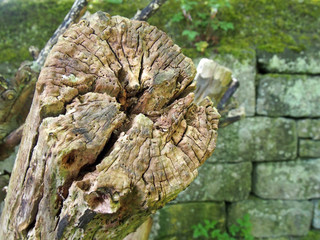 eroded cracked stump of a cut down tree next to a moss covered stone wall
