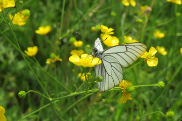 butterfly on a flower