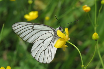 butterfly on a flower