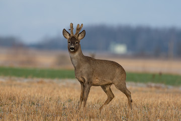 Roe deer buck looking at the camera © Remo