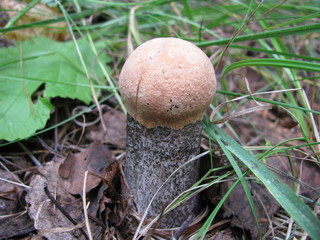mushroom in the forest
