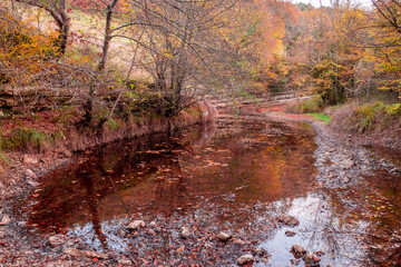 One day in the autumn forest
