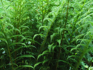 ferns in the forest