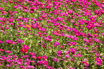 colorful cosmos flowers farm
