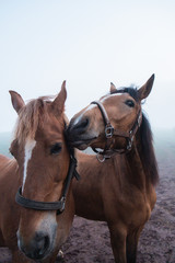 2 Pferde die sich gern haben