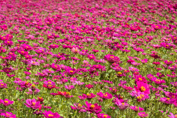colorful cosmos flowers farm