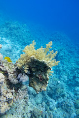 Colorful coral reef at the bottom of tropical sea, yellow broccoli coral, underwater landscape