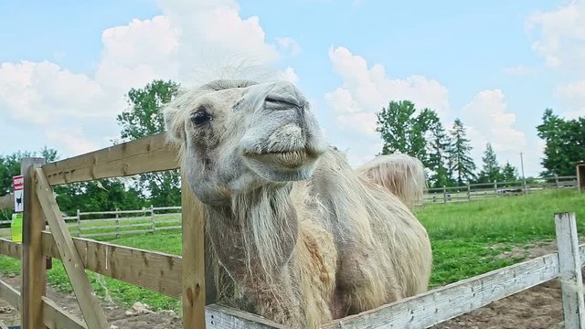 closeup white camel chews in paddock with meadow