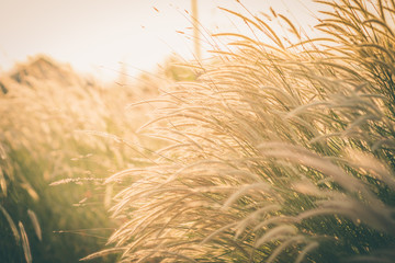Wonderful landscape from the feather grass field in the evening sunset silhouette. serene feeling concept. countryside scenery atmosphere. image for background, wallpaper and copy space.