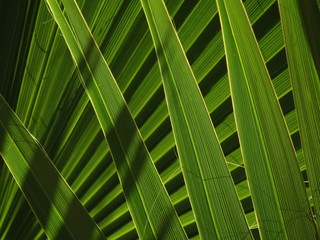 green leaf of palm tree