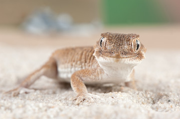 Tarentola chazaliae