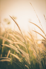 Wonderful landscape from the feather grass field in the evening sunset silhouette. serene feeling concept. countryside scenery atmosphere. image for background, wallpaper and copy space.