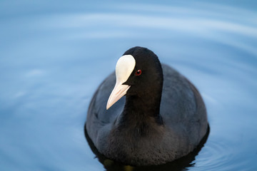 sigle coot water fowl bird in a lake water cloe u p image