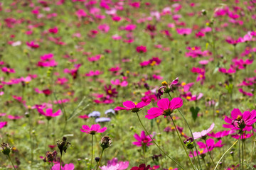 colorful cosmos flowers farm