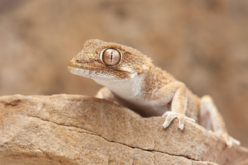 Tarentola chazaliae