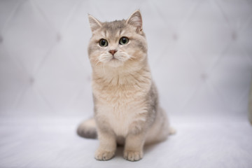 kitten scottish british cat burma munchkin animals

