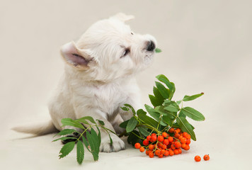 A little Golden Retriever puppy studies the taste of orange rowan berries