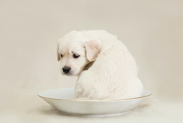 Little Golden Retriever puppy sits in a saucer