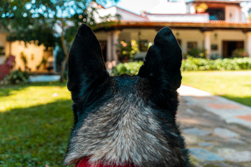 woman walking with her dog
