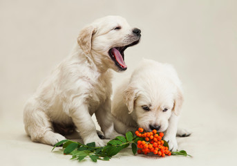 Two little golden retriever puppy studying the taste of orange rowan berries