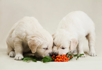 Two little golden retriever puppy studying the taste of orange rowan berries
