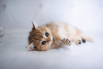 kitten scottish british cat burma munchkin animals