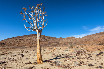 Köcherbaum in Namibia