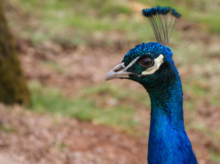 Obraz premium Proud Peacock shows his beautiful headdress