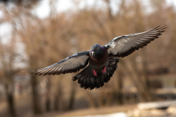 Pigeon looking for a spot to land