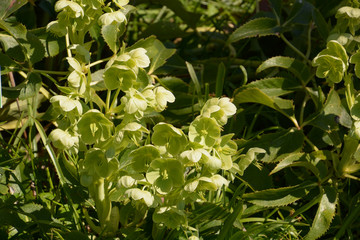 Obraz premium holly-leaved hellebore in bloom in spring, helleborus argutifolius or corsican hellebore in march in botanical garden in germany
