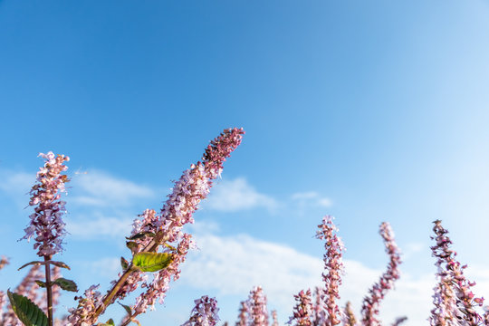 pink purple mesona flowers