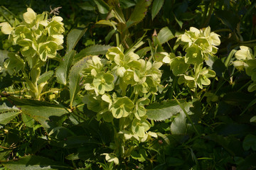 helleborus argutifolius or corsican hellebore in march in botanical garden in germany, holly-leaved hellebore with three spiny-toothed leaflets and green bowl-shaped flowers