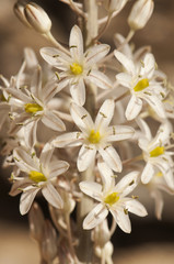 Fototapeta premium Urginea maritima sea or miritime squill sea onion toxic white flowering plant with red nerves that blooms in late summer in Andalusia