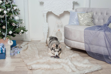 Husky breed dog lies on a fur carpet under a Christmas tree.