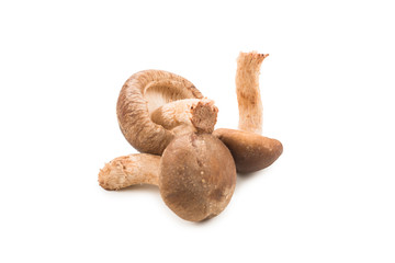 Shitake mushroom isolated on white.