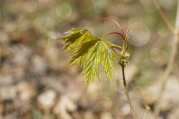 branch of a tree