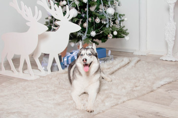 Fototapeta premium Husky breed dog lies on a fur carpet under a Christmas tree.