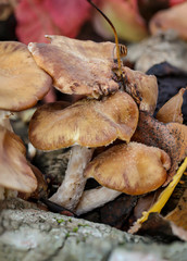 Pilz, Pilze bevölkern den Wald und erfüllen ihn mit Leben
