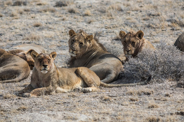 Löwen machen Mittagspause im Etoscha Nationalpark
