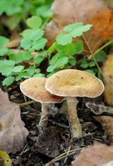 Pilz, Pilze bevölkern den Wald und erfüllen ihn mit Leben