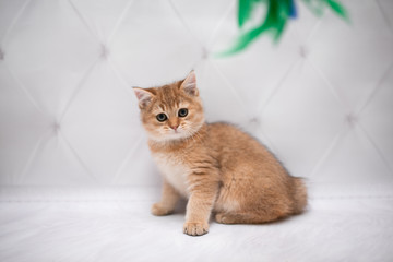 kitten scottish british cat burma munchkin animals